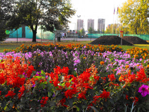 обоя цветы, разные, вместе