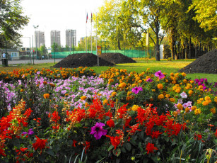 Картинка цветы разные вместе