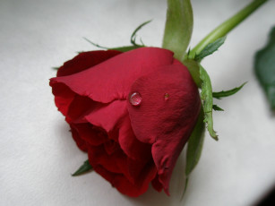 Картинка цветы розы