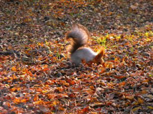 обоя животные, белки