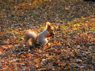 Картинка животные белки