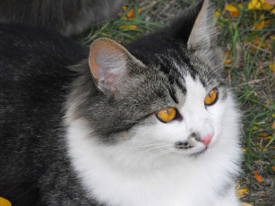 Картинка животные коты