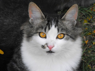 Картинка животные коты