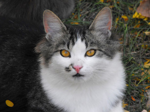 Картинка животные коты