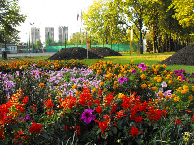 Обои картинки фото цветы, разные, вместе