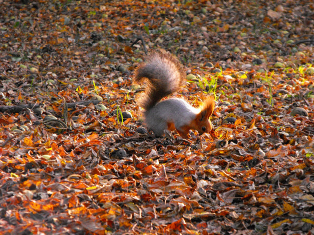 Обои картинки фото животные, белки