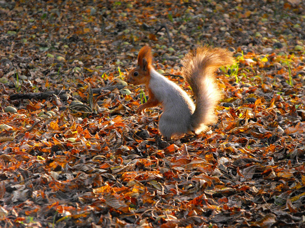 Обои картинки фото животные, белки