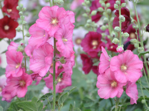 Картинка цветы мальвы