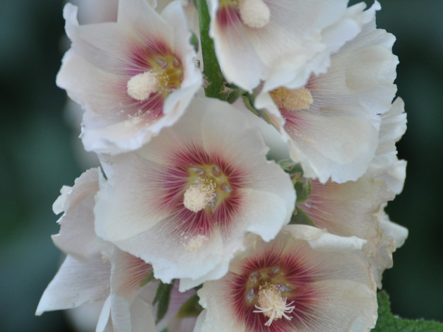 Обои картинки фото цветы, мальвы