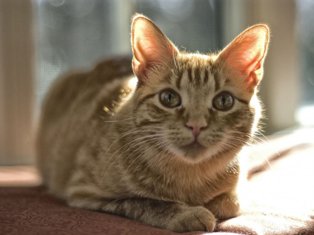 Обои картинки фото животные, коты