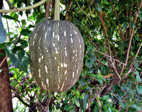 Картинка природа плоды деревья листья