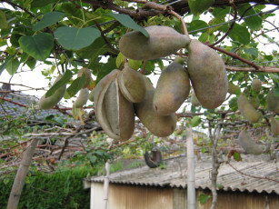 Картинка природа плоды листья