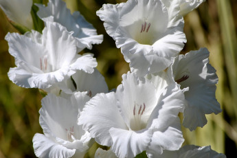 Картинка цветы гладиолусы белый