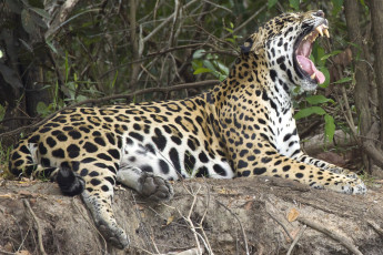 Картинка животные Ягуары клыки деревья