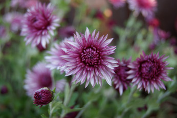 Картинка цветы хризантемы