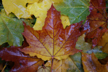 Картинка природа листья