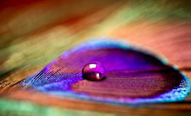 Обои картинки фото разное, капли, брызги, всплески, капля, перо