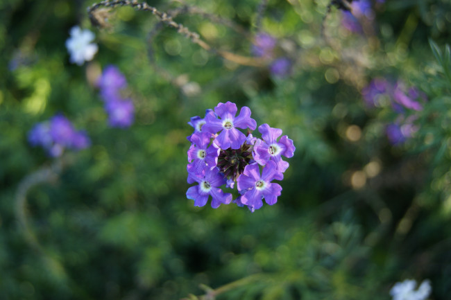 Обои картинки фото цветы, лантана, вербена