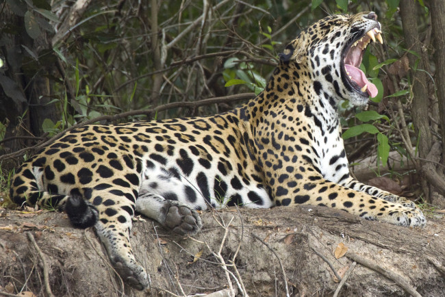 Обои картинки фото животные, Ягуары, клыки, деревья