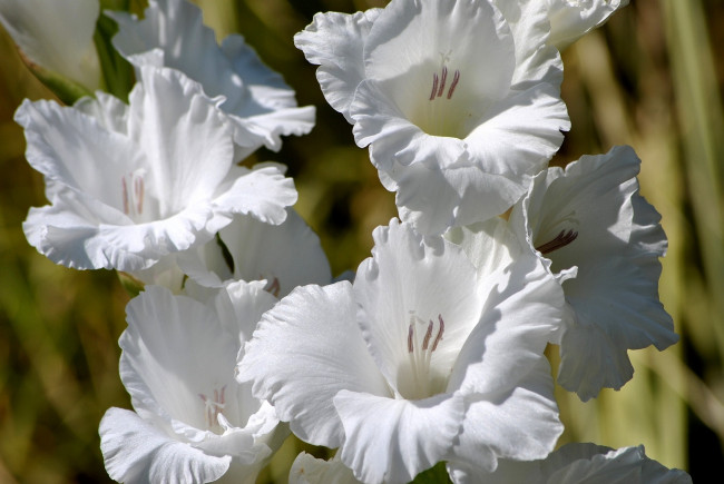 Обои картинки фото цветы, гладиолусы, белый