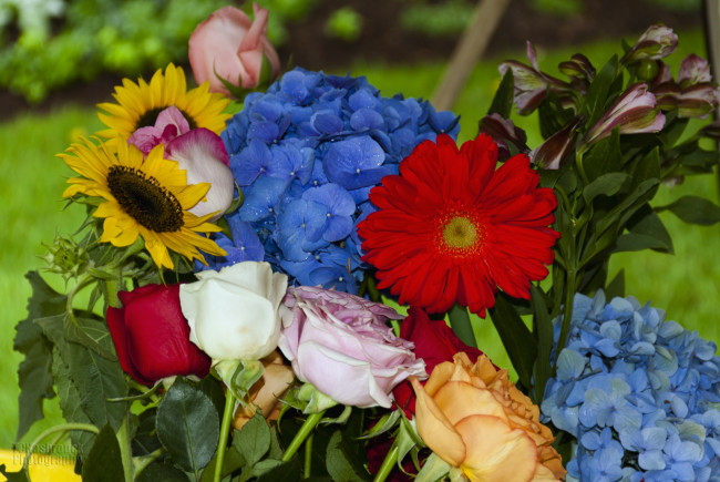 Обои картинки фото цветы, разные, вместе, лепестки, цвета