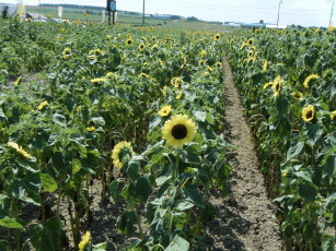 Картинка цветы подсолнухи