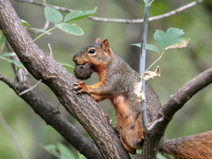 Картинка животные белки белка дерево