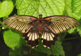 Картинка животные бабочки крылья