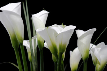 Картинка цветы каллы белый