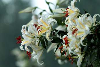 Картинка цветы лилии лилейники белый