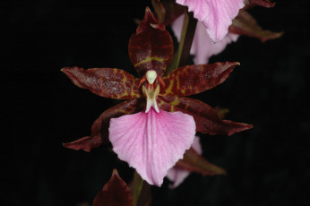 Картинка цветы орхидеи экзотика