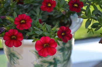 Картинка цветы петунии калибрахоа красный