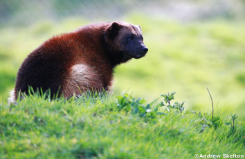 Картинка животные росомахи хищник