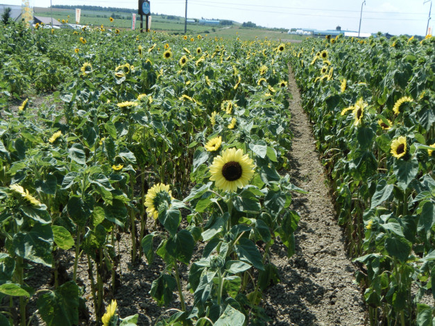 Обои картинки фото цветы, подсолнухи
