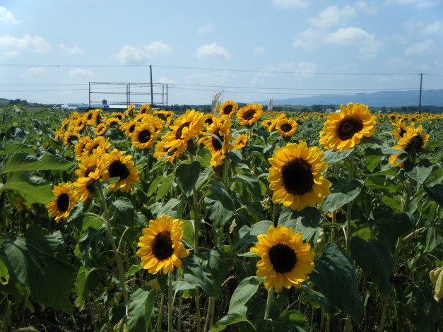 Обои картинки фото цветы, подсолнухи