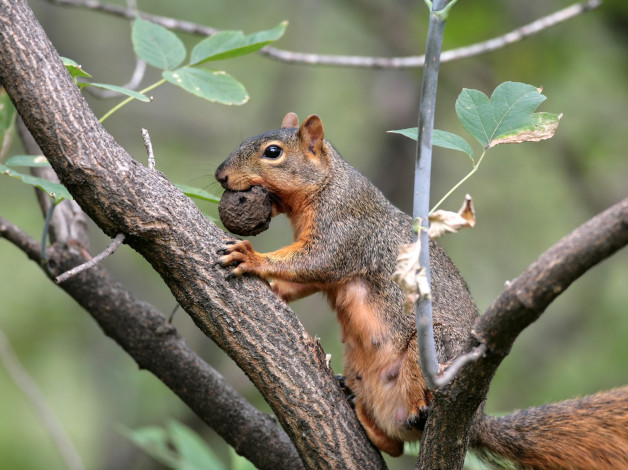 Обои картинки фото животные, белки, белка, дерево