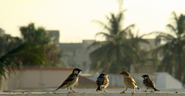 Обои картинки фото животные, воробьи