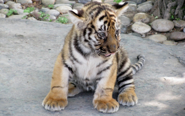 Обои картинки фото животные, тигры, тигренок