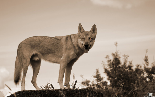 Обои картинки фото животные, волки, волк