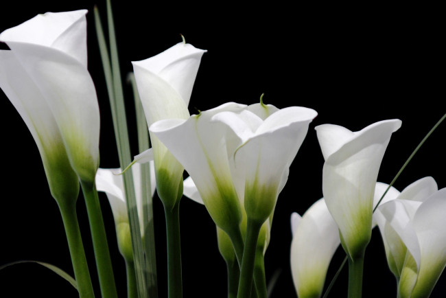 Обои картинки фото цветы, каллы, белый