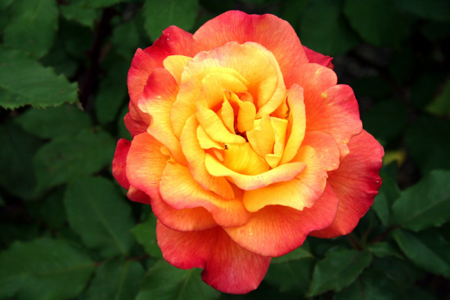 Обои картинки фото цветы, розы, оранжевый