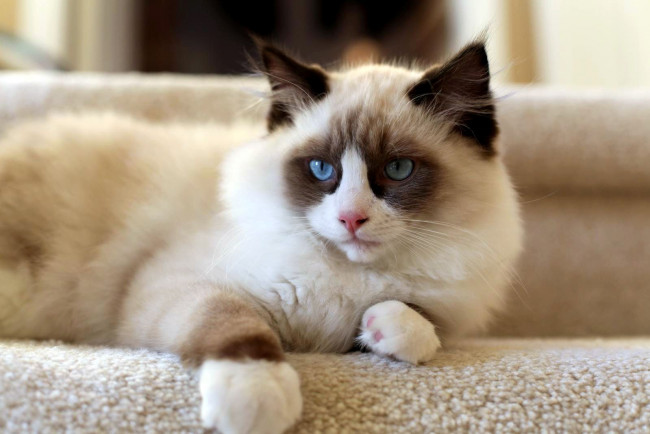 Обои картинки фото животные, коты, взгляд