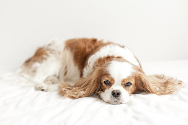 Обои картинки фото животные, собаки, спаниель, уши