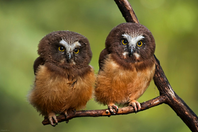 Обои картинки фото животные, совы, забавные