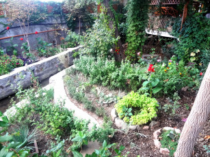 Картинка цветы разные+вместе сад балкон деревья розы канны