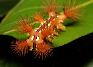 Картинка животные гусеницы насекомое макро itchydogimages необычная гусеница лист