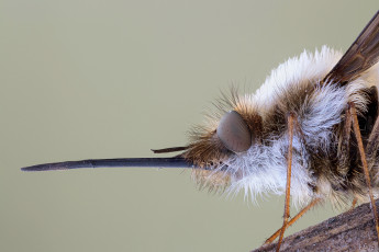 Картинка животные насекомые фон травинка насекомое макро