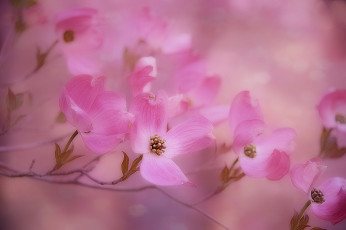 Картинка цветы кизил кустарник цветки лепестки цветение цветущий