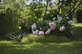 Картинка цветы пионы зелень клумба лето