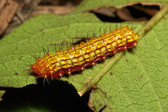 Картинка животные гусеницы гусеница листья веточка макро itchydogimages
